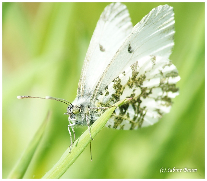 Schmetterling