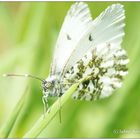 Schmetterling