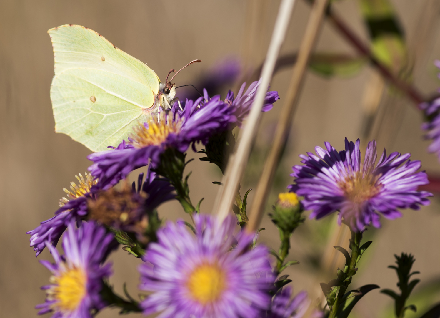 Schmetterling