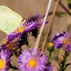 Schmetterling