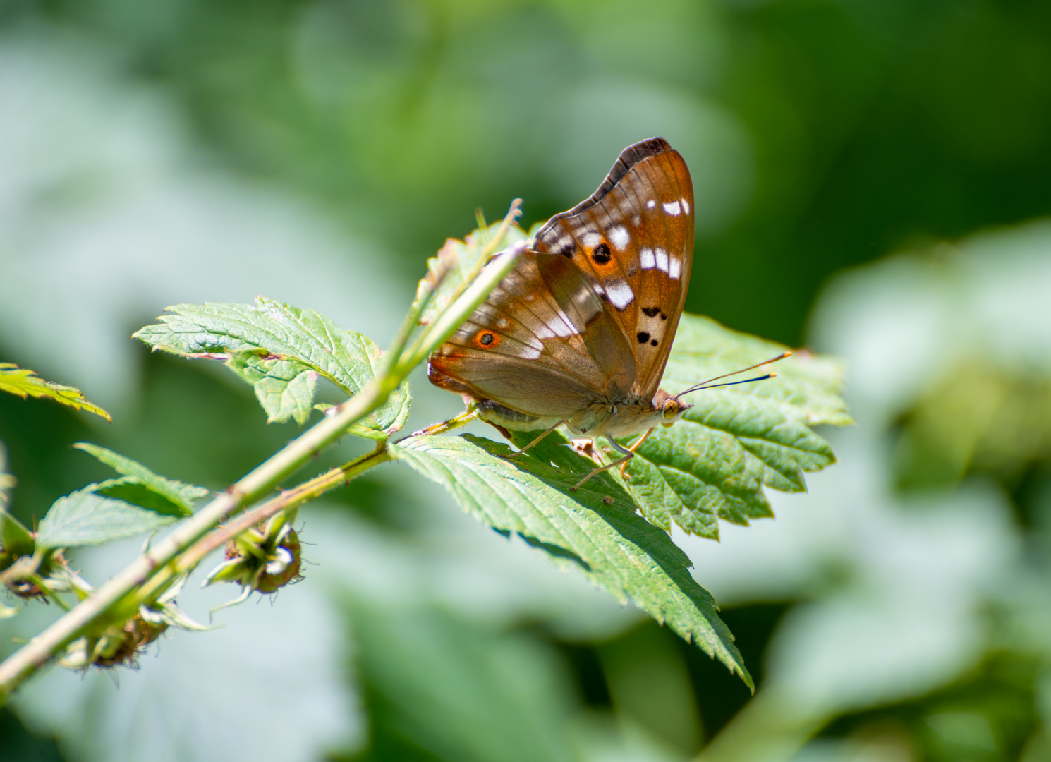 schmetterling