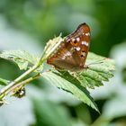 schmetterling