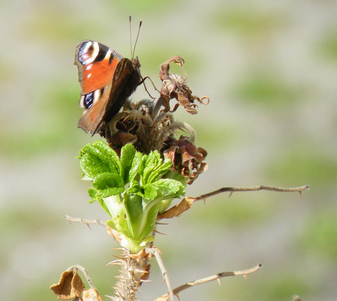 Schmetterling