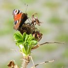 Schmetterling