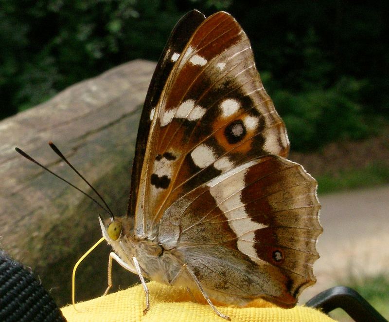 Schmetterling