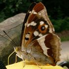 Schmetterling