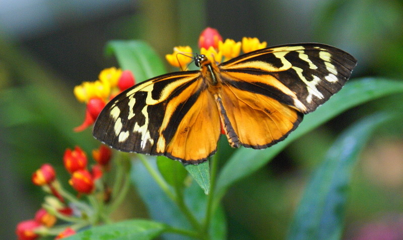 schmetterling