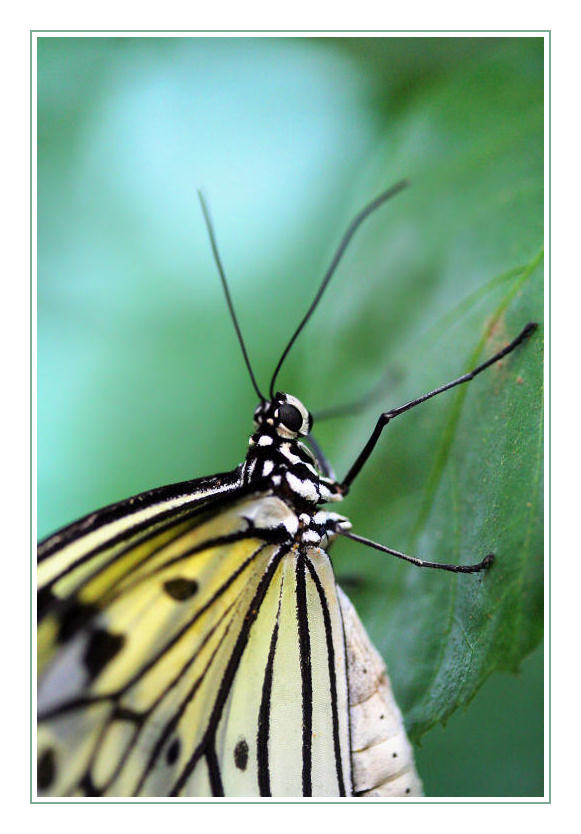 Schmetterling