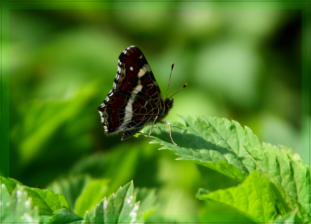 Schmetterling