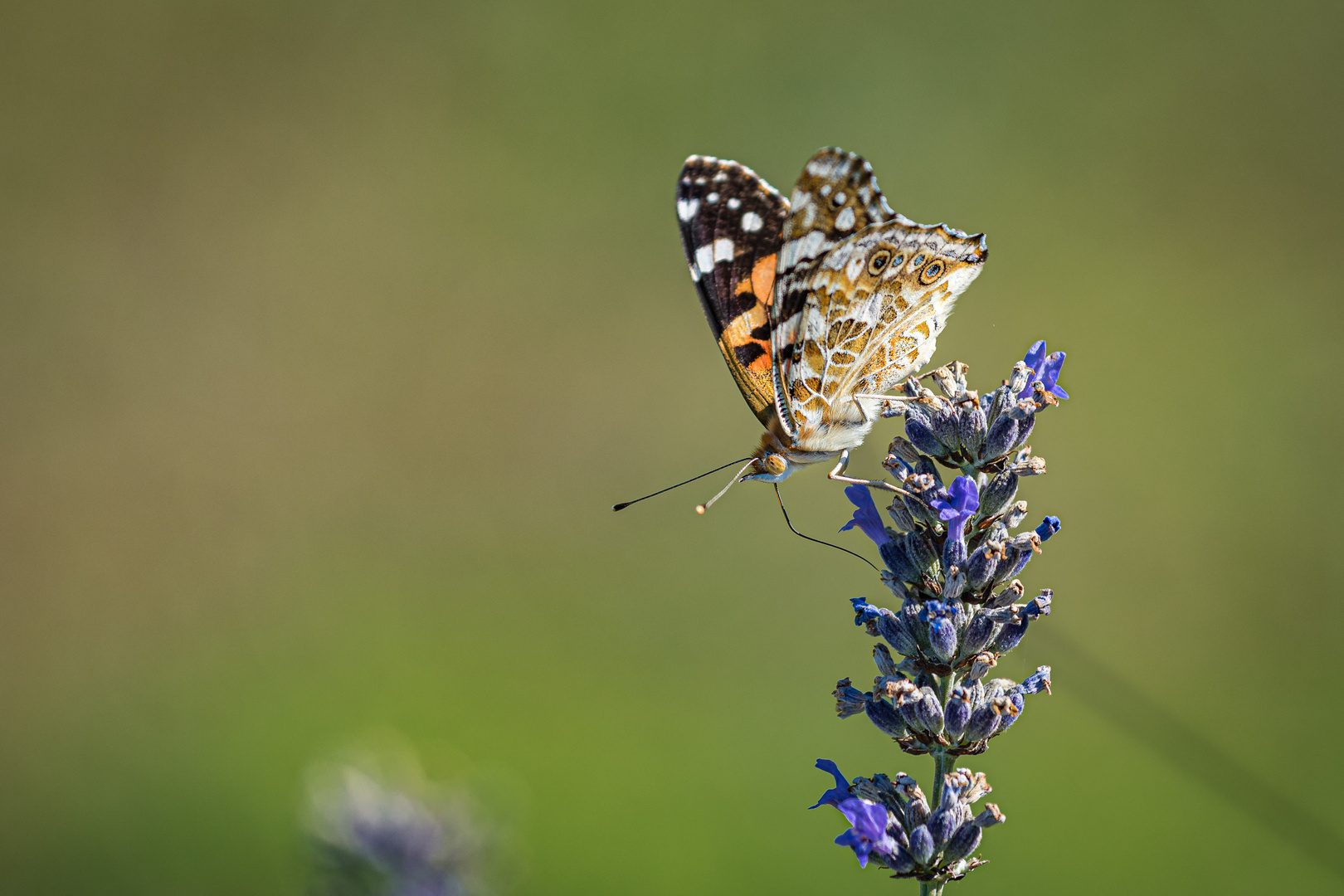 Schmetterling 