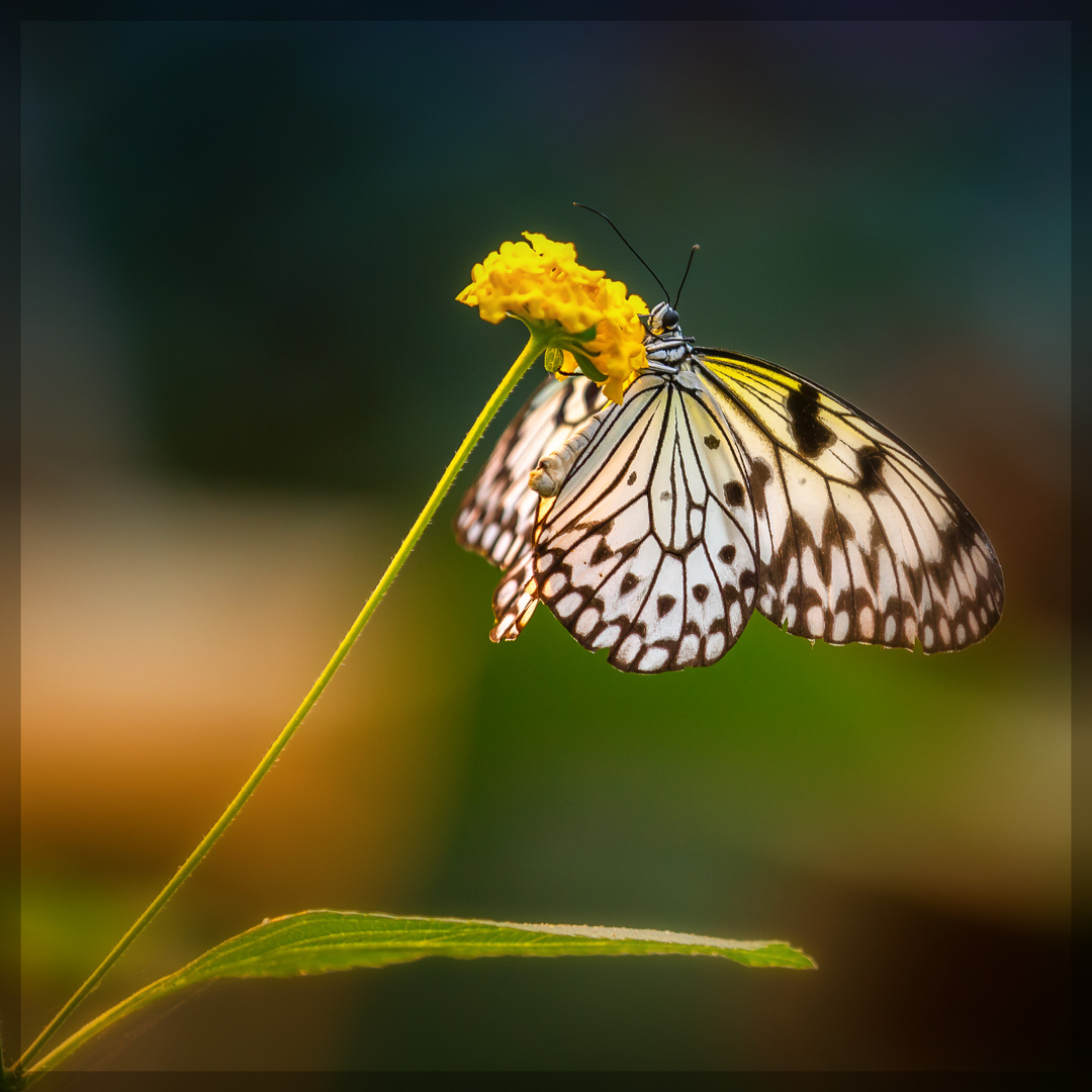 Schmetterling