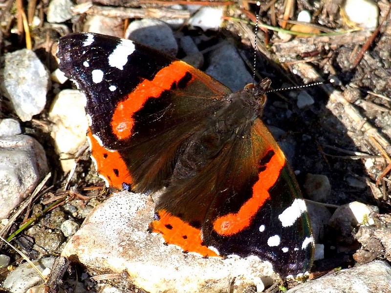 Schmetterling