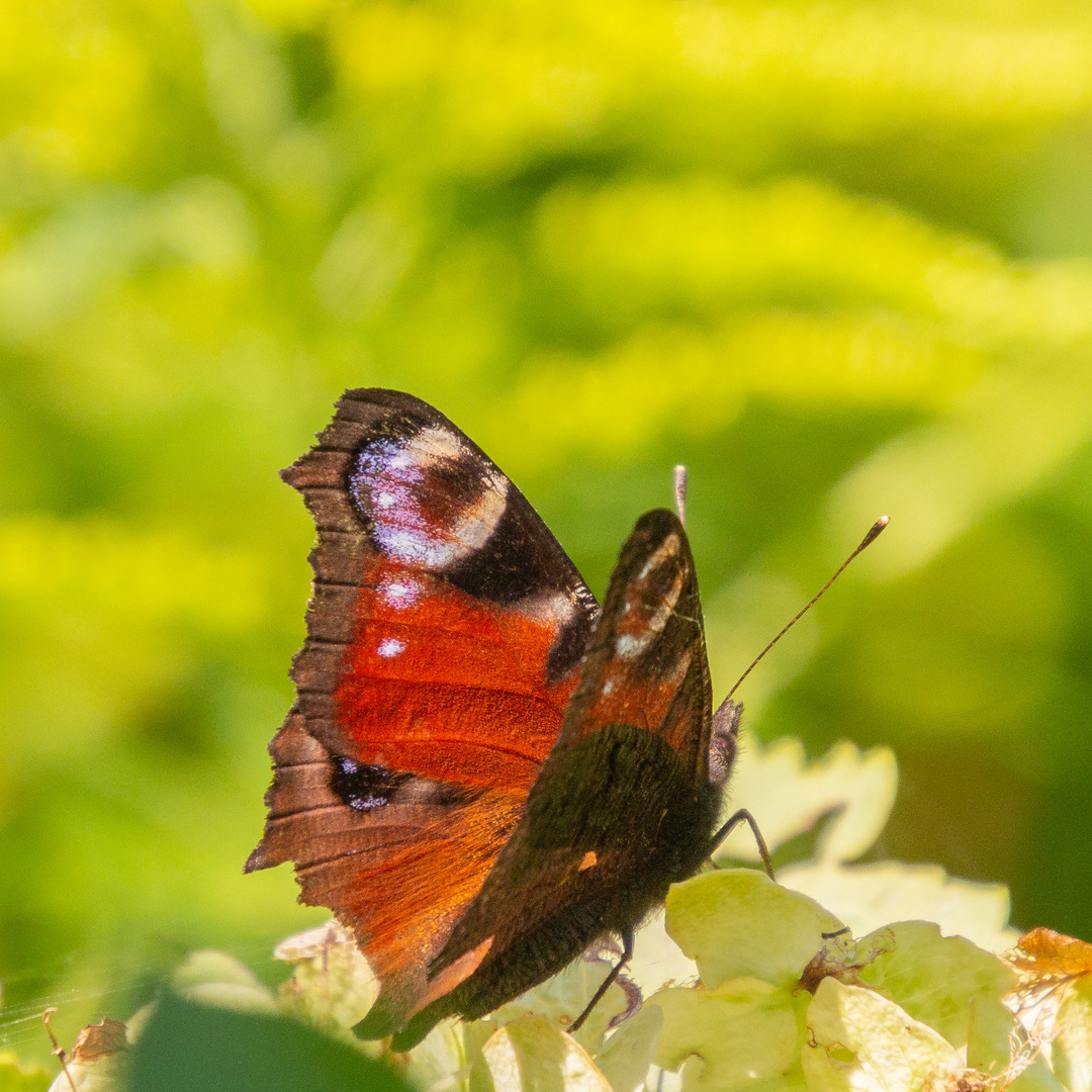 Schmetterling