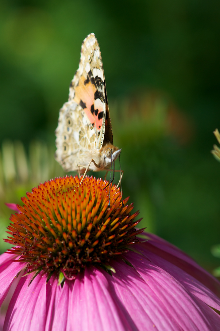 Schmetterling