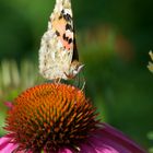 Schmetterling