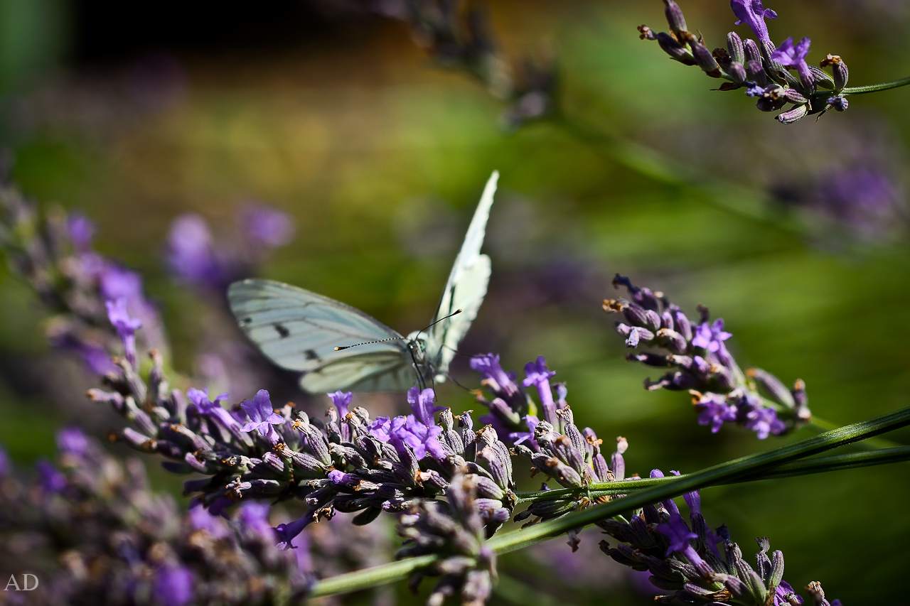 Schmetterling