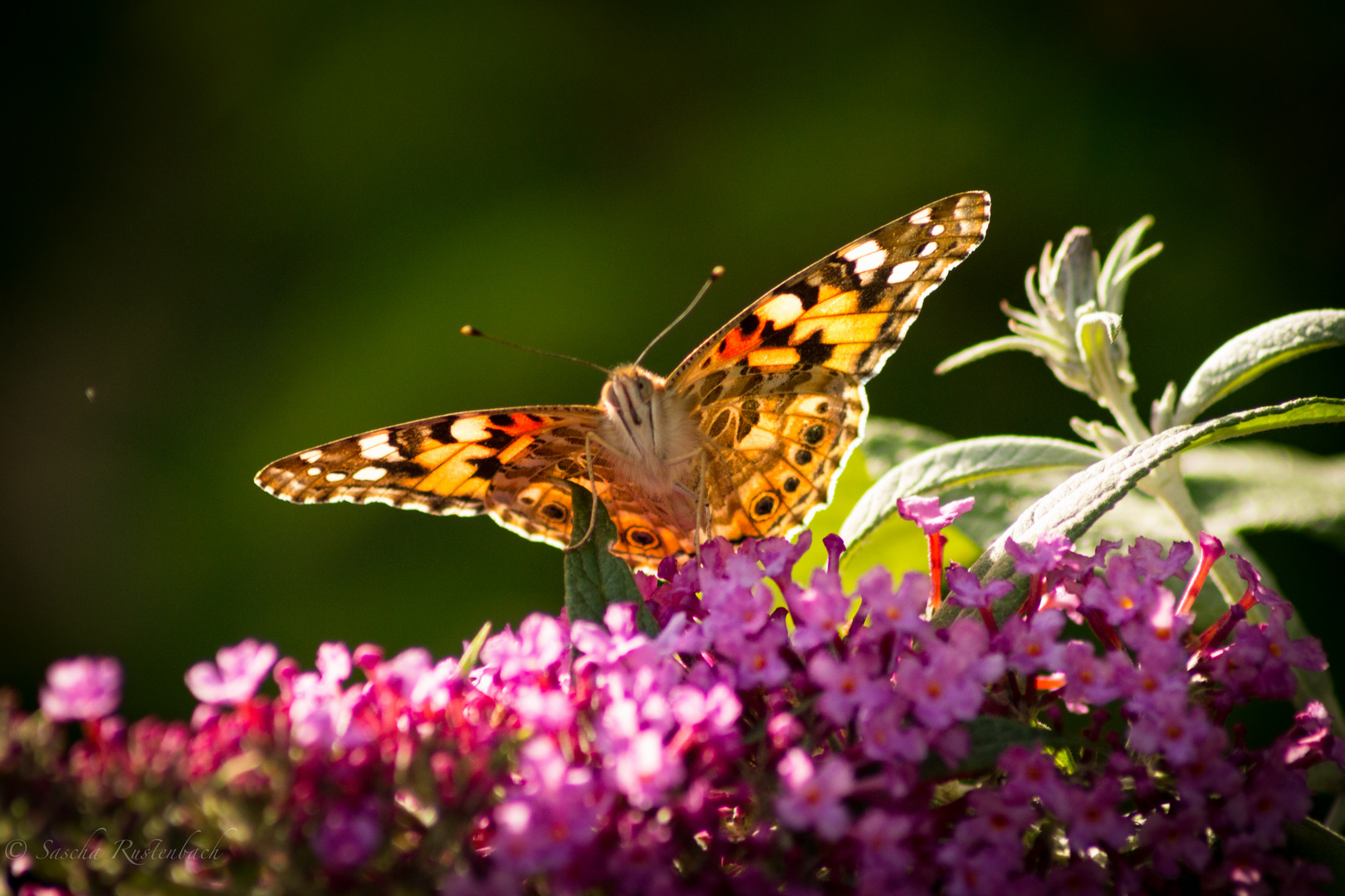 Schmetterling