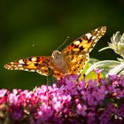 Schmetterling