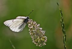 ...Schmetterling