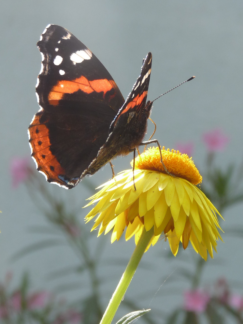 Schmetterling