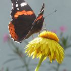 Schmetterling