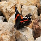 Schmetterling,