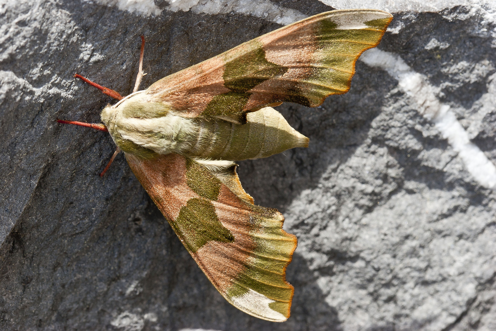 Schmetterling