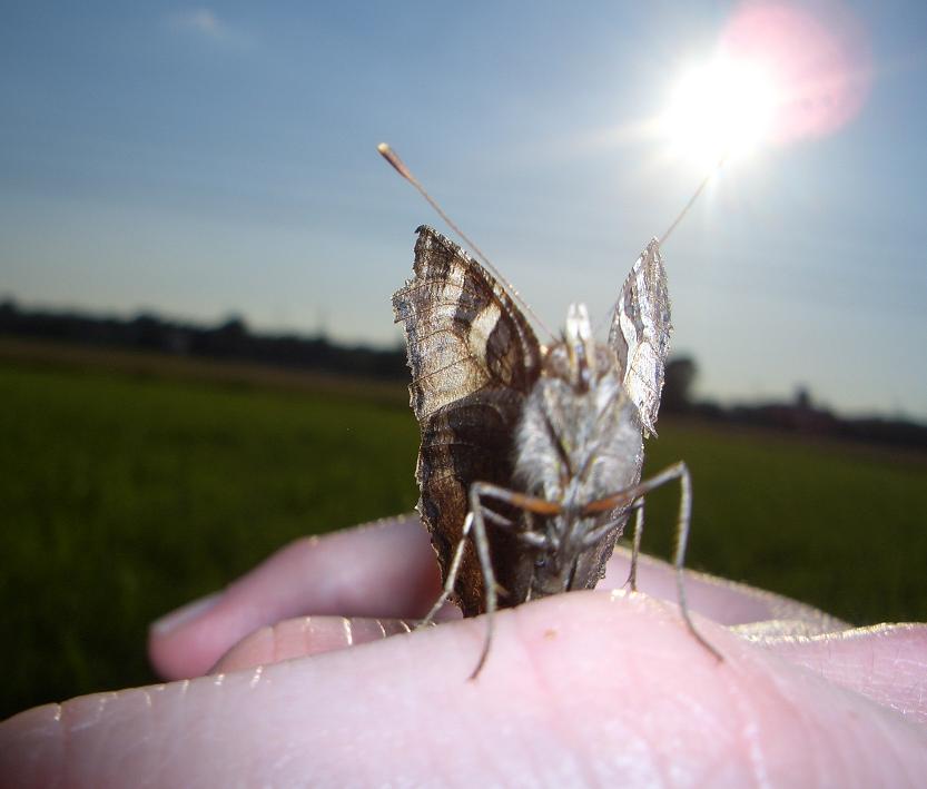 Schmetterling