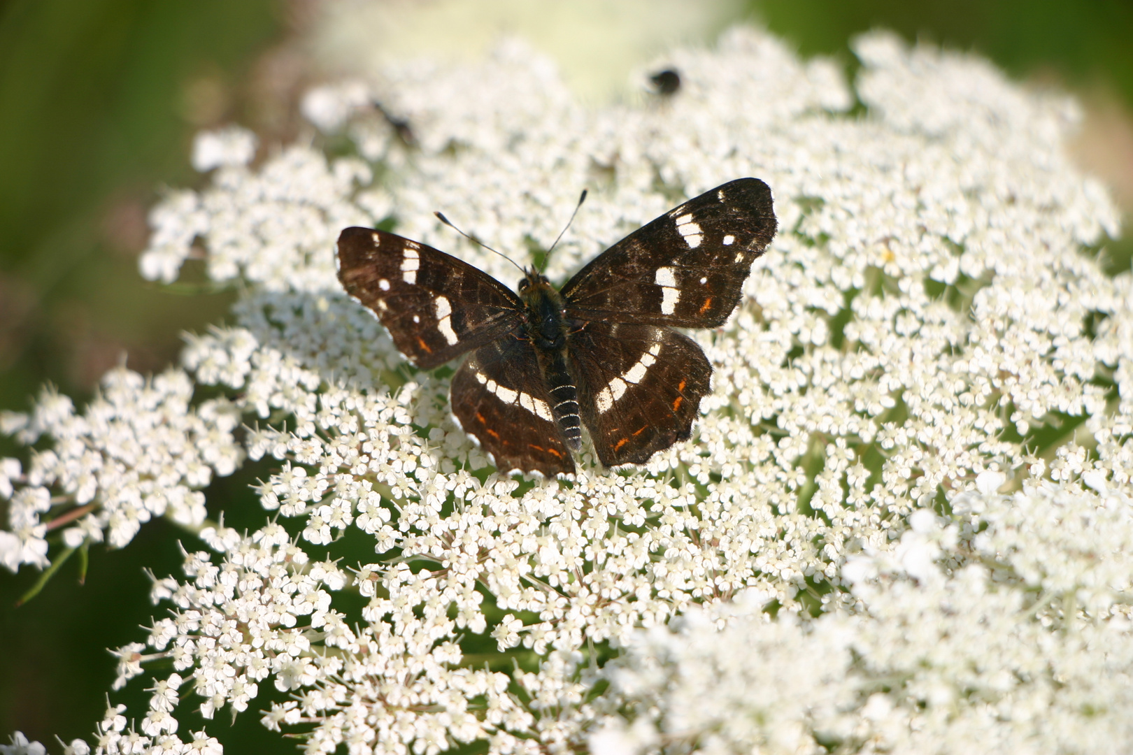 Schmetterling