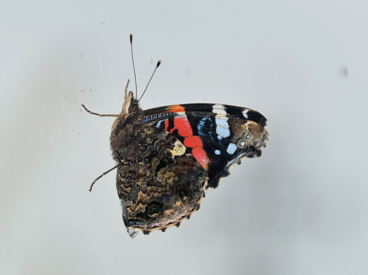 Schmetterling