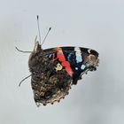 Schmetterling