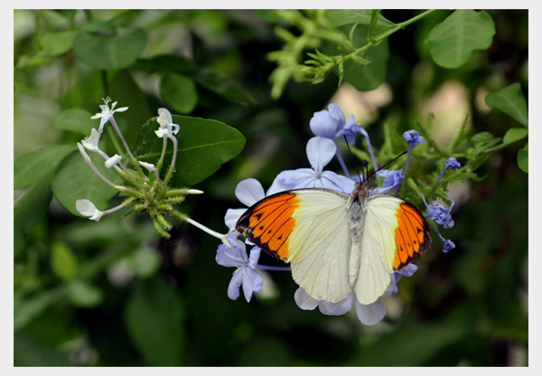 SCHMETTERLING