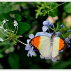 SCHMETTERLING