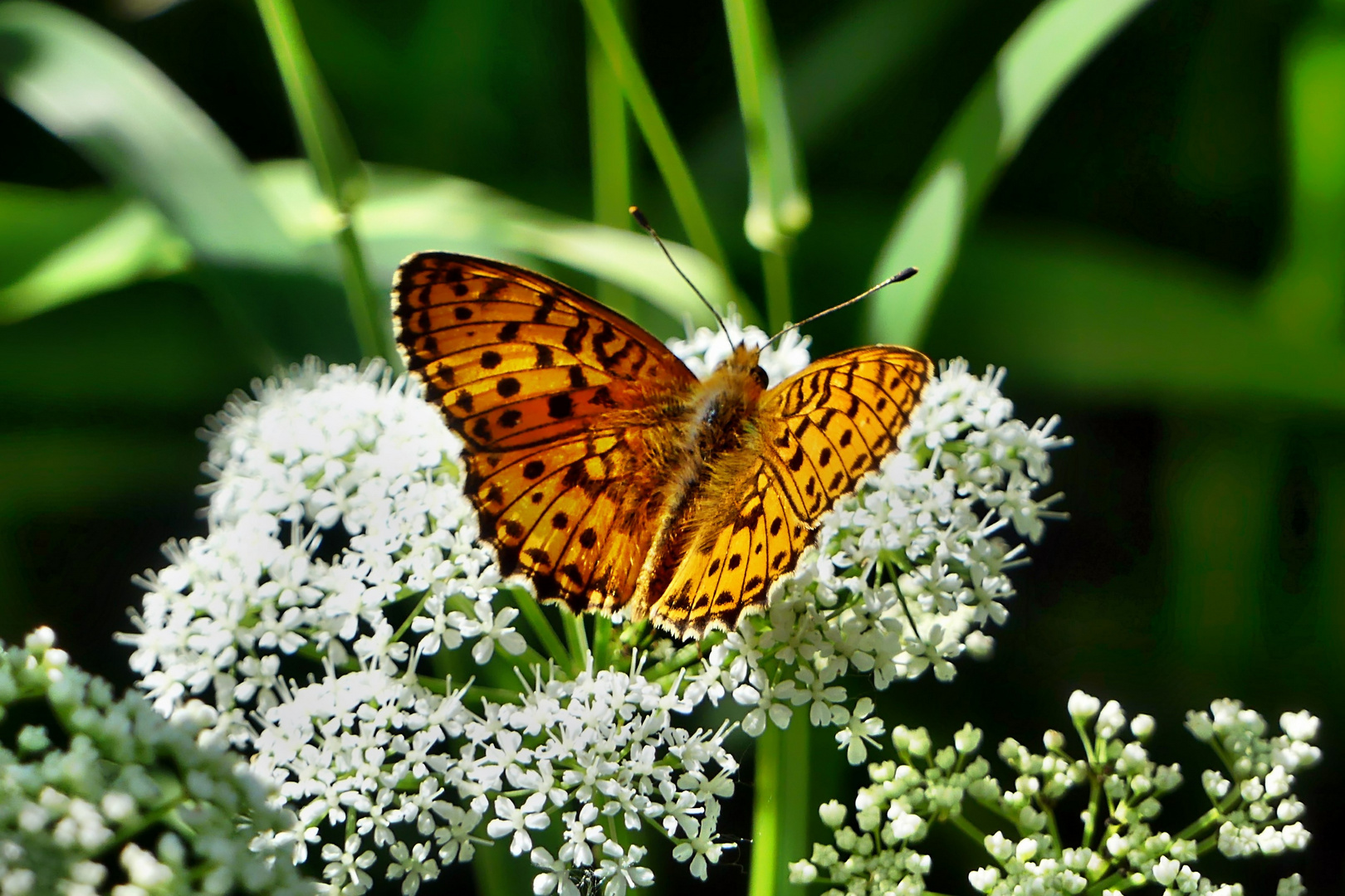 Schmetterling