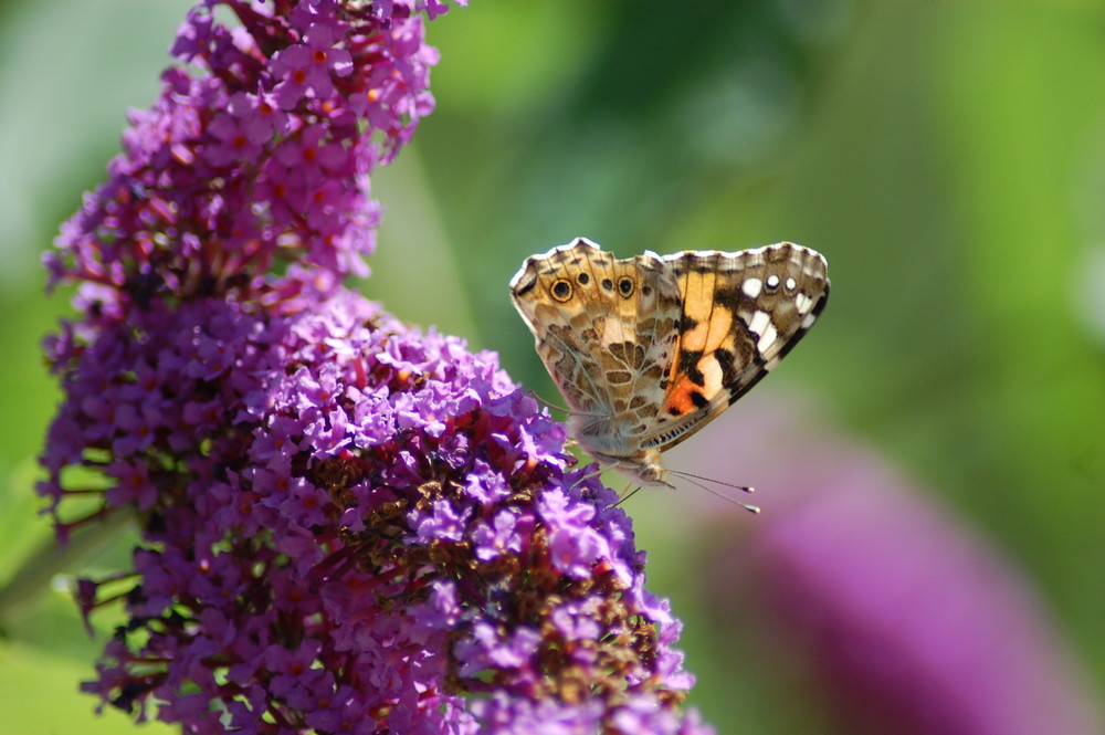 Schmetterling