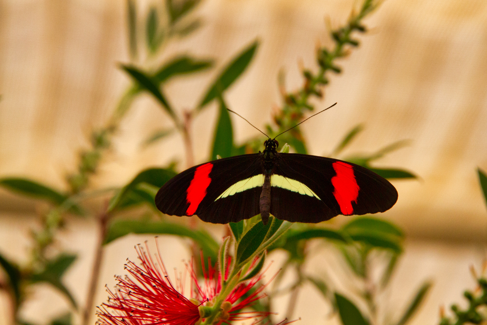 Schmetterling