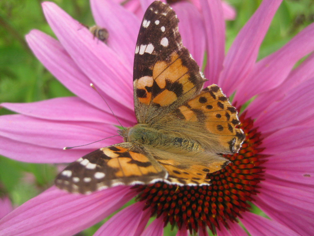 Schmetterling