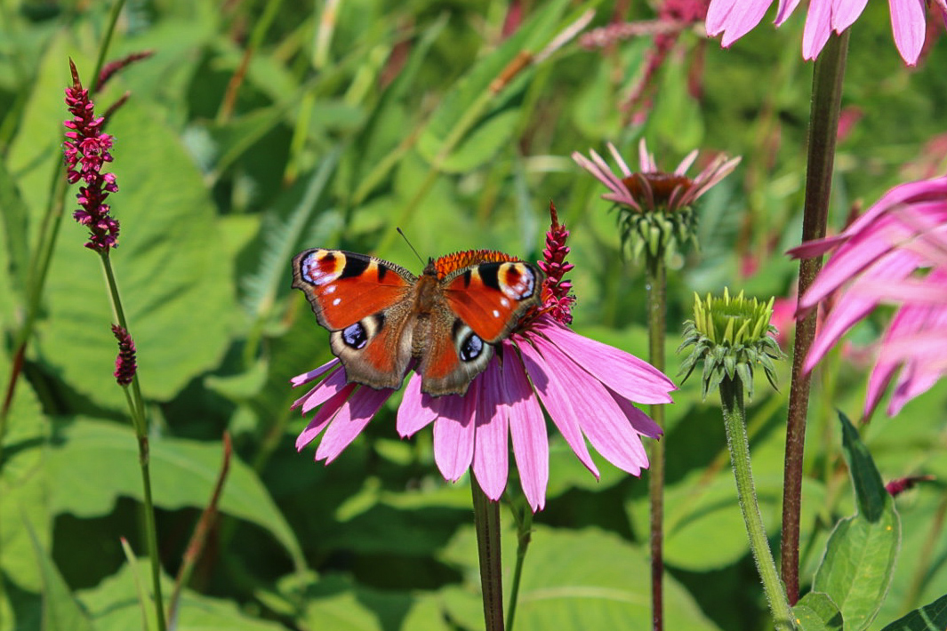 Schmetterling 