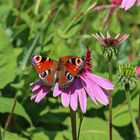 Schmetterling 