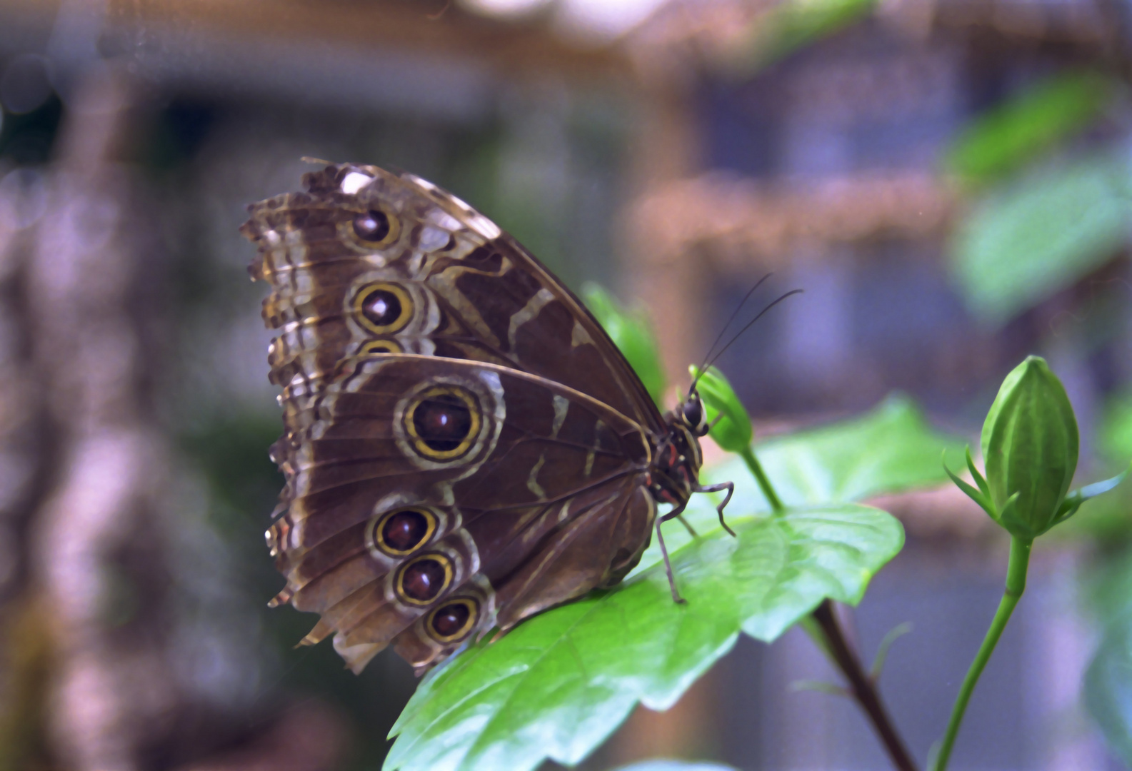 Schmetterling