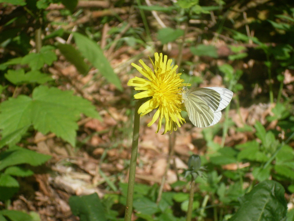 Schmetterling von SebSch 