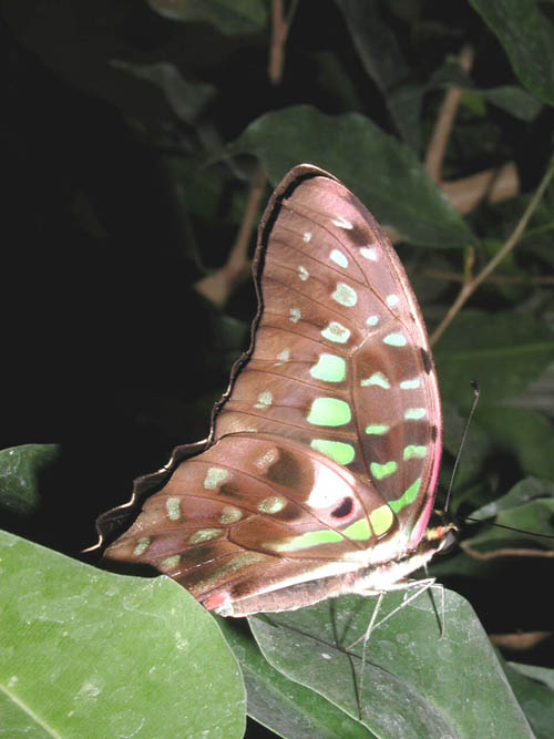 Schmetterling