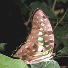 Schmetterling