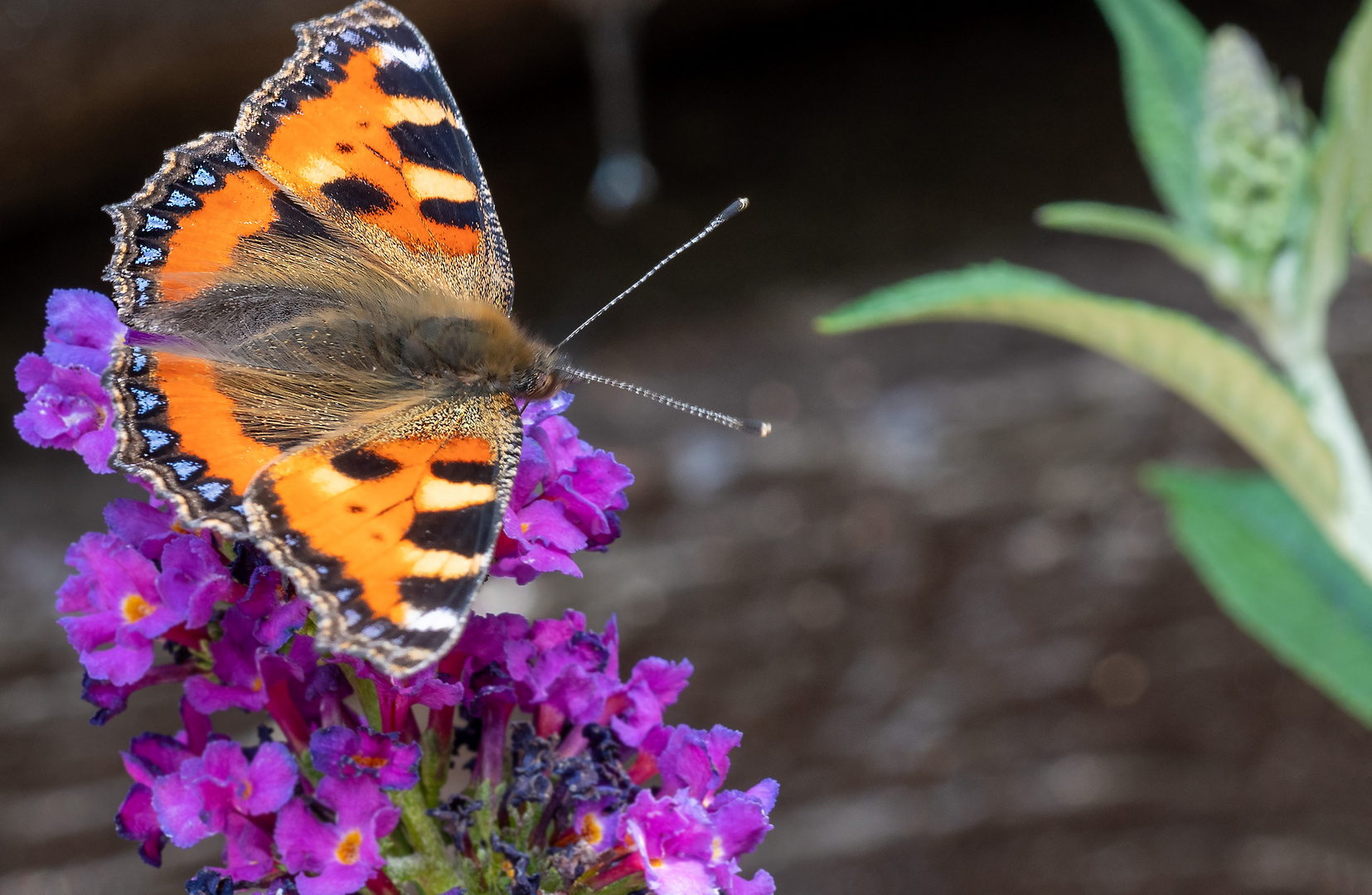 Schmetterling