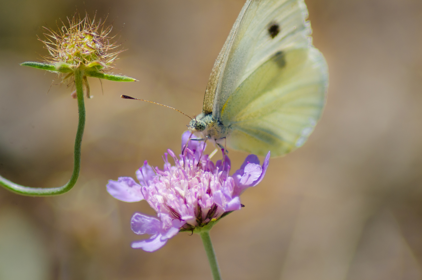 Schmetterling