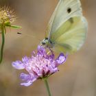 Schmetterling