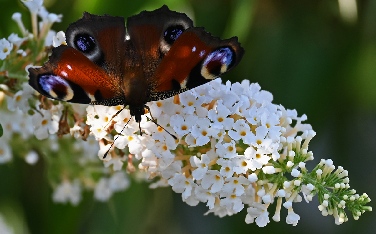 Schmetterling