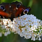 Schmetterling