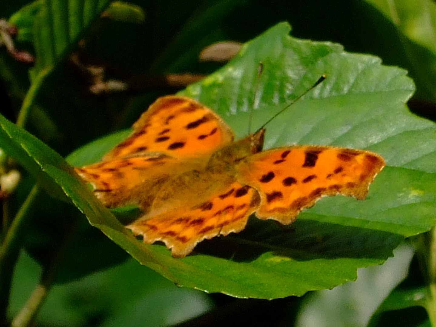 Schmetterling