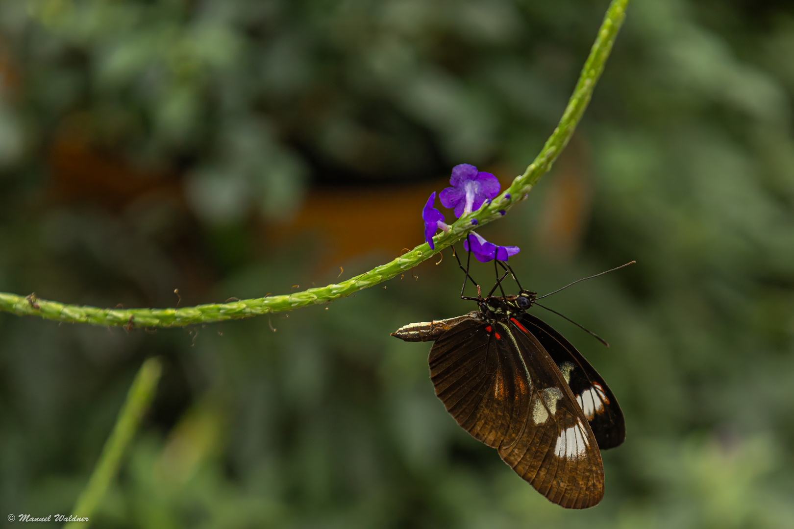 Schmetterling